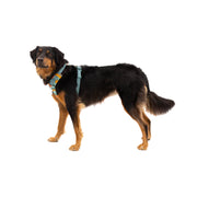 Front Range® Dog Harness