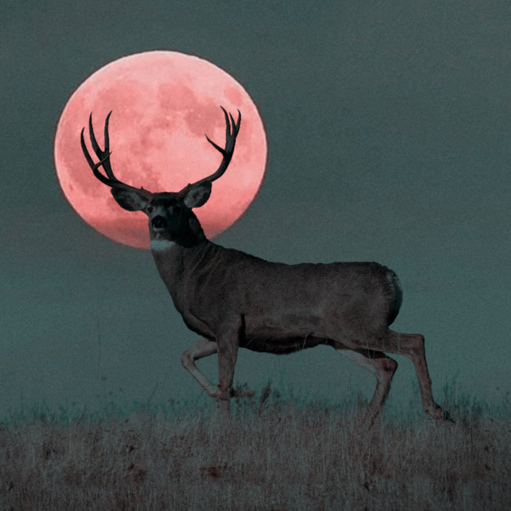Buck Moon Hike - July 10